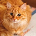 Berapa Bulan Kucing Hamil? Ini Ciri-ciri Kucing Mau Melahirkan